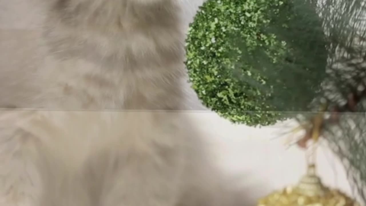 Fluffy, Sleepy, Perfect 😴🐱 This Cat Is a Living Daydream
