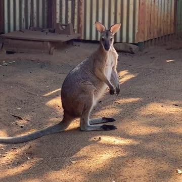 Australian kangaroo 🦘