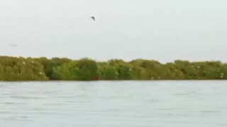 Reportan muerte de flamencos rosados en la Ciénaga de la Virgen
