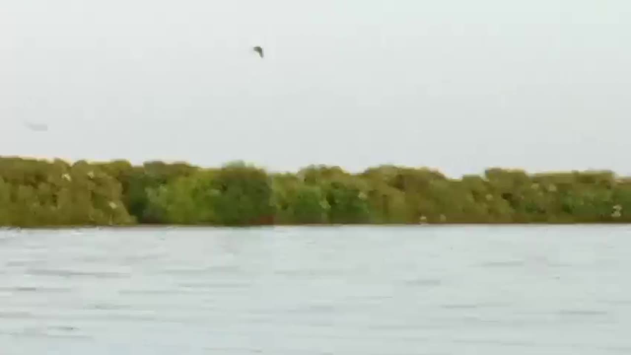 Reportan muerte de flamencos rosados en la Ciénaga de la Virgen