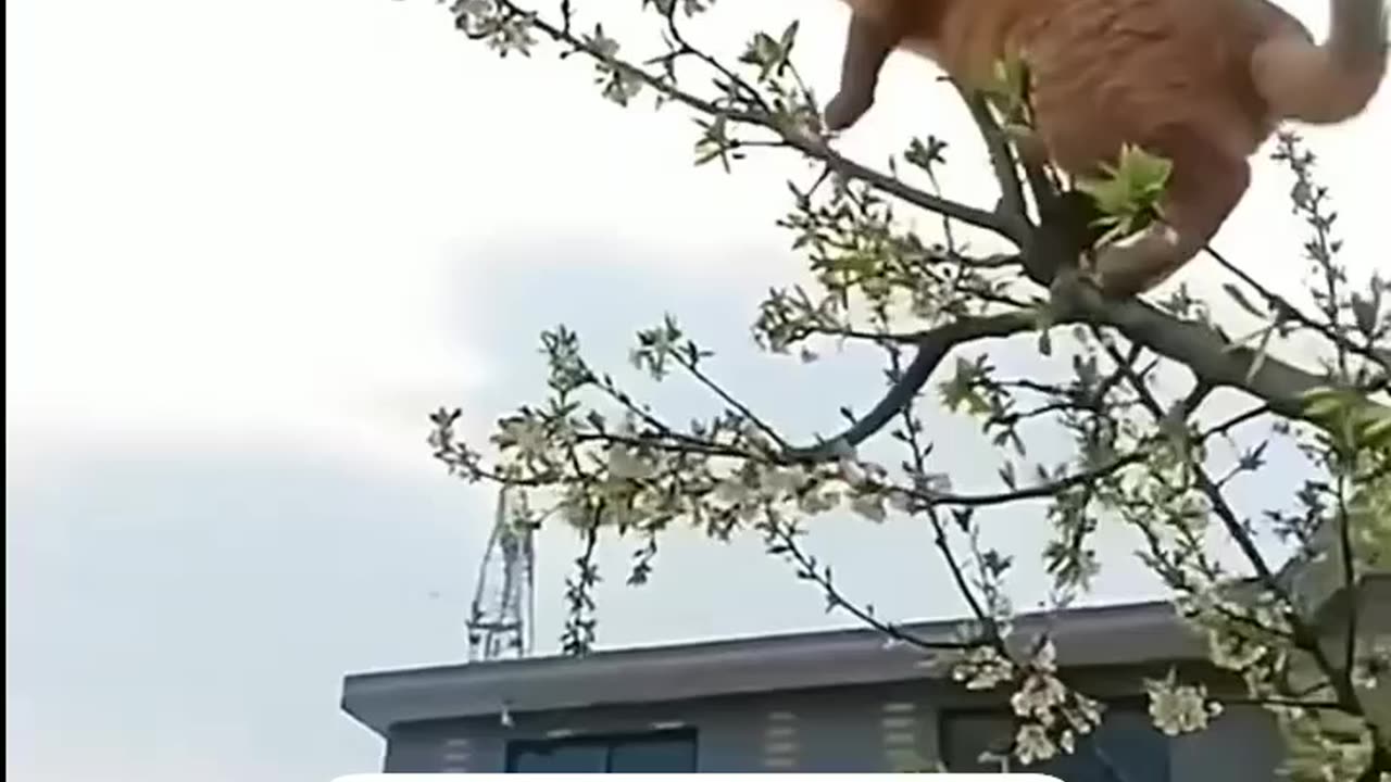 অত সোজা না আমায় ধরা_😄😆😅🤣😂🤩_ _reelsfb _reelsvideoシ _funny _funnyreels _reelsviralシ _fb