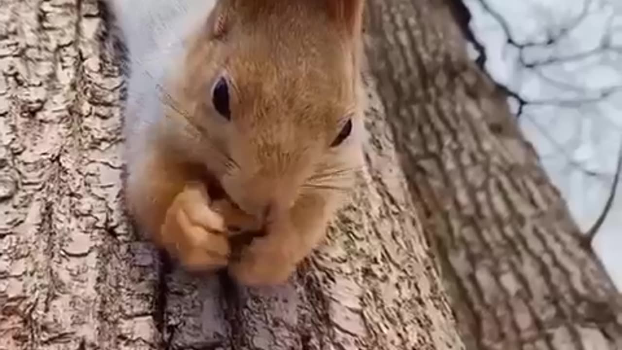 Squirrels compilation
