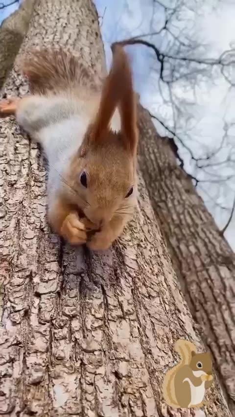 Squirrels compilation