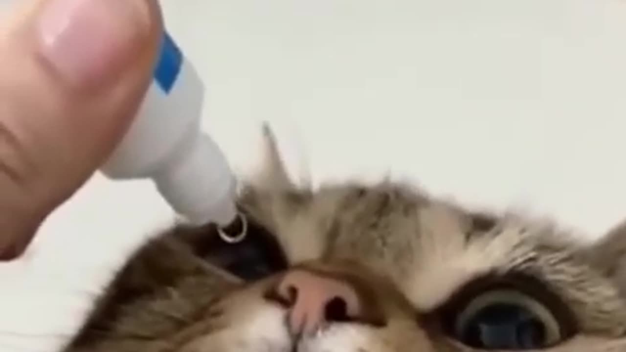 58. Unleash Your Laughter and Warm Your Heart with These Hilarious, Funny, and Heartwarming Pets