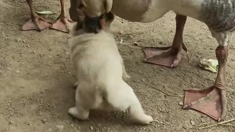 puppy fighting goose
