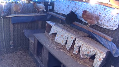 Thursday Night Perch Up Cam2