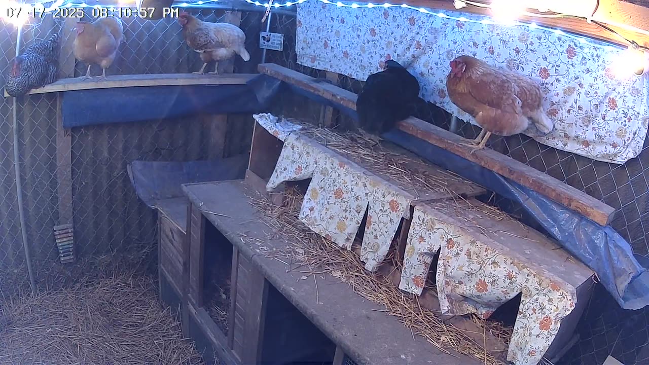 Thursday Night Perch Up Cam2
