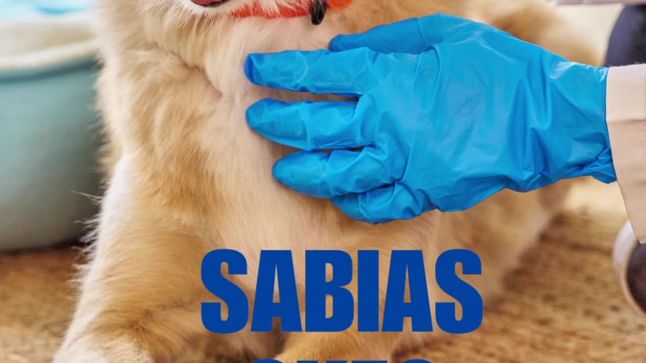 Auxiliar veterinário