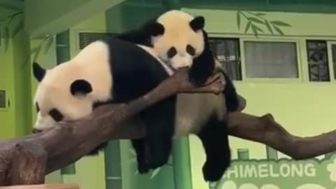 🤣🐼 Small Panda Turns Big Panda Into A Hilarious Pillow! | FunFM