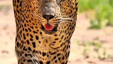 Amazing leopard in sri lanka
