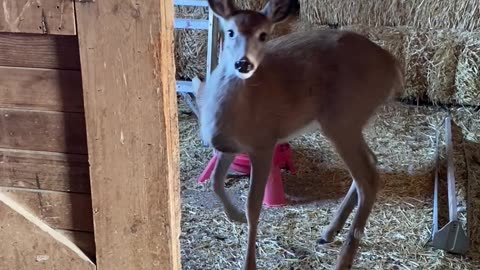 Deer Takes Advantage Of Chicken Feed Buffet