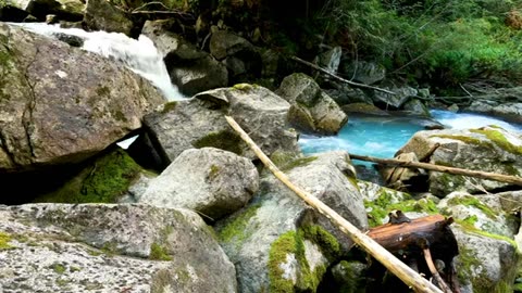 Rainforest HD Stock Videos Free stock footage