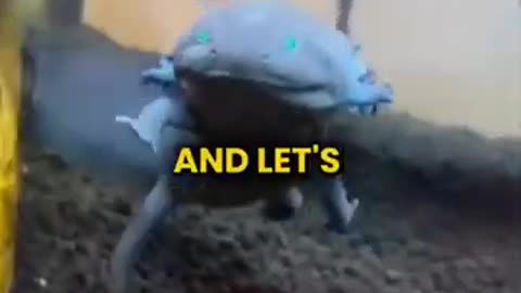 the cutest animal