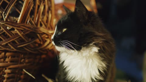 Cute Animal Ep61