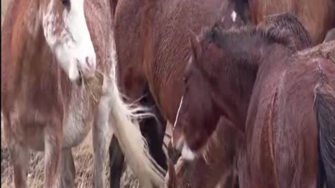 horse