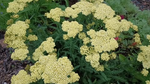 Yarrow