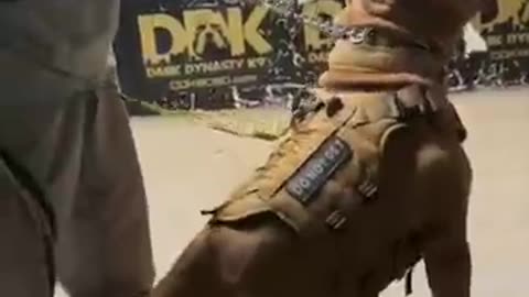 Dog can give their life for their Owner #shorts #viral #wildlife #dogs #animals #pets