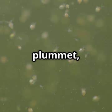 What if...Saltwater!?