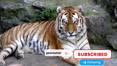 Fakta unik Harimau