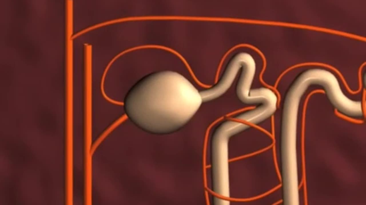 Animation: Human Urinary System | Formation of Urine