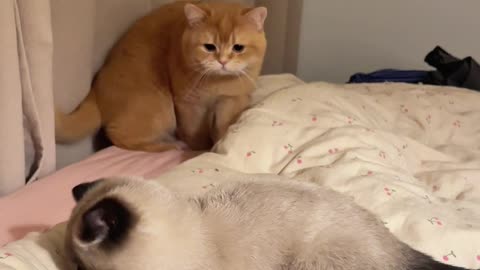 "Cat Fight Club (You NEVER Talk About It) 😹✋"