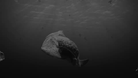 JOHNNY THE BOY - Endlessly Senseless (official music visualizer