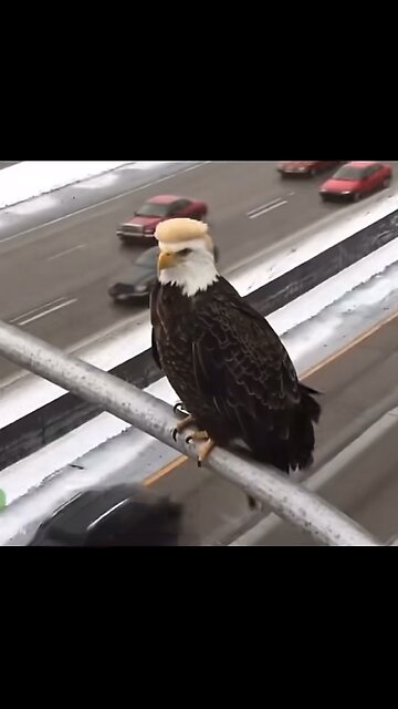 Rare bald eagle spotted in Minneapolis. 🦅 🇺🇸