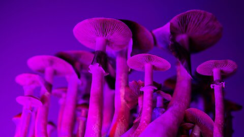 Glow in the dark mushrooms