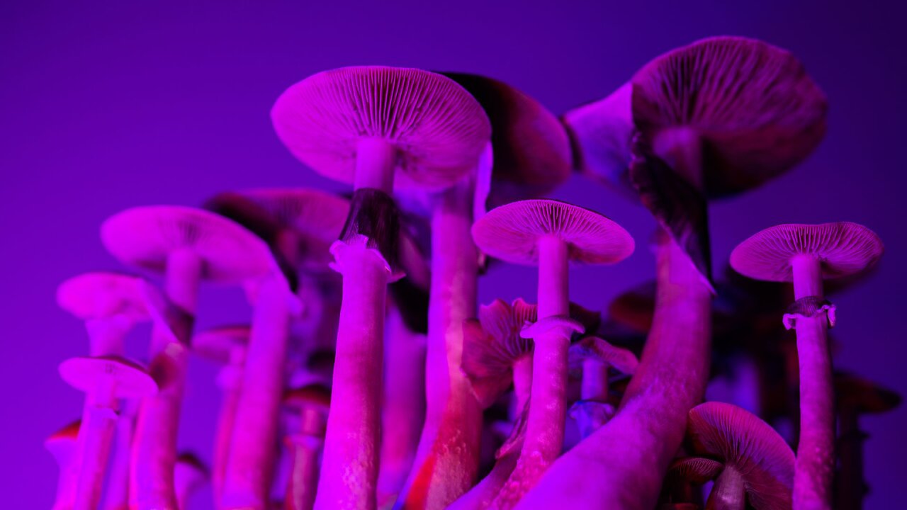Glow in the dark mushrooms