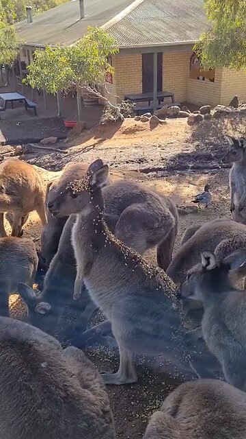 Kangaroo diaries in Australia 🇦🇺