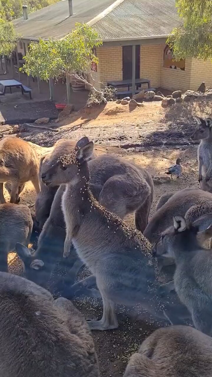 Kangaroo diaries in Australia 🇦🇺