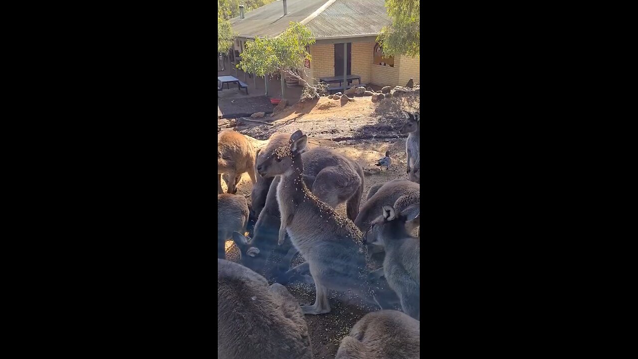 Kangaroo diaries in Australia 🇦🇺