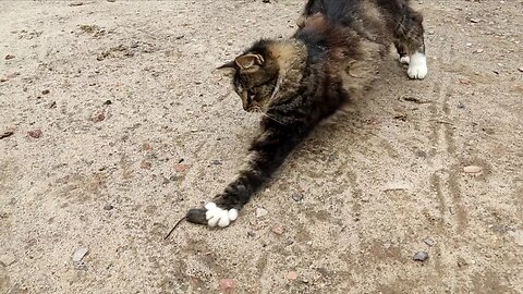 The cat is funny playing with the mouse
