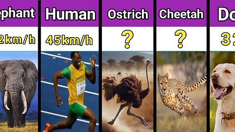 Comparison Video: Names & Speed of Human vs Animals | Cheetah vs Usain bolt