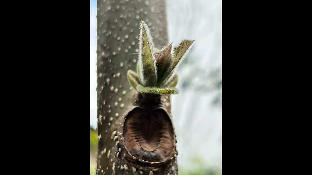 Haus Pia Serviced Apartments