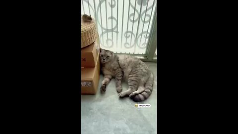 Now the pigeon has a broken psyche😆