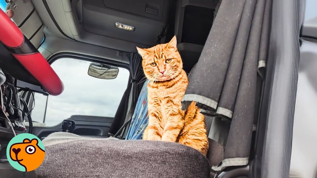 Street Cat Walked Right Up to This Truck And Refused to Leave | Cuddle Buddies