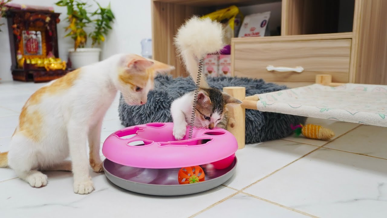 Little Kitten MiMi Teaching her Friend to play With Toy!! It’s a so smart kitten