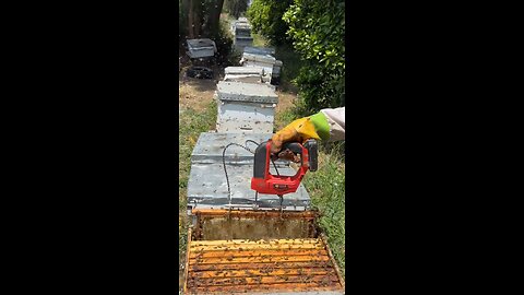 How to harvest honey the natural way
