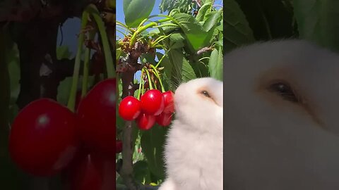 The little bunny looks so greedy eating cherries. Cute rabbit. Cute little garden pet.