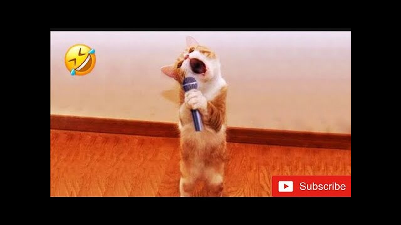 Funniest Dogs and Cats Compilation | Try Not to Laugh!