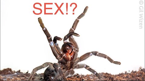 How to Determine the Sex of a Tarantula