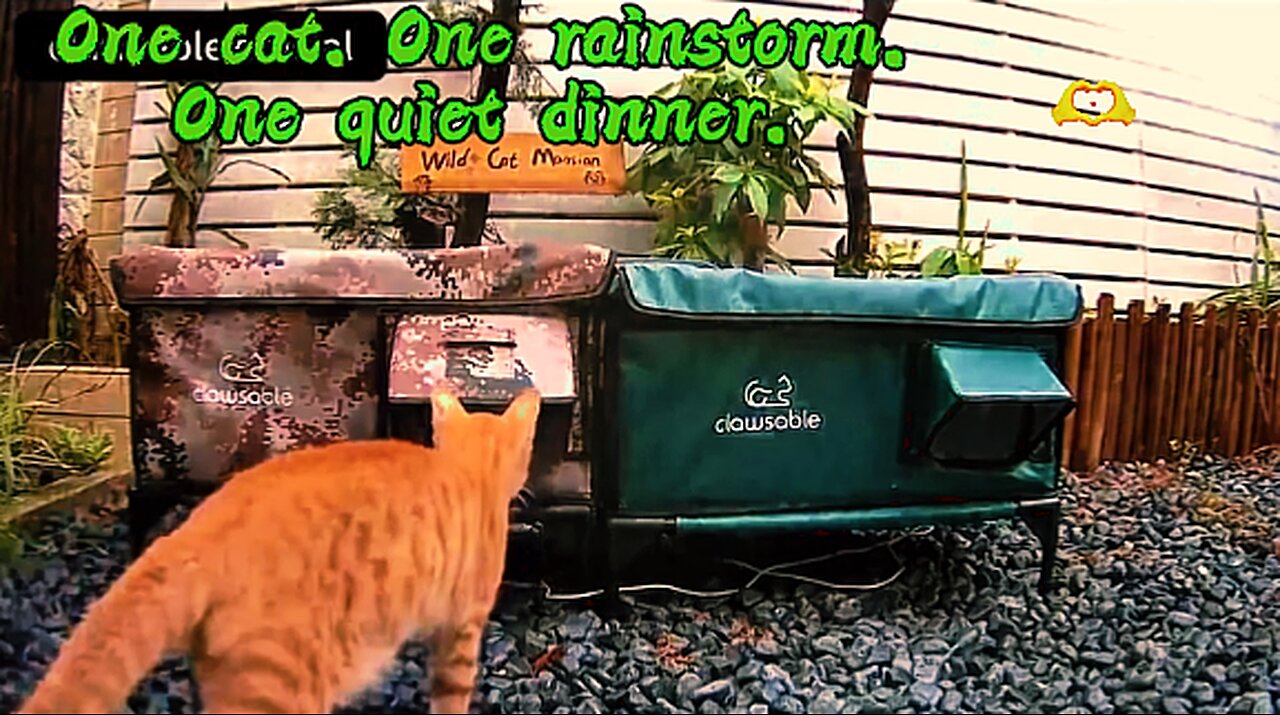 One cat. One rainstorm. One quiet dinner.