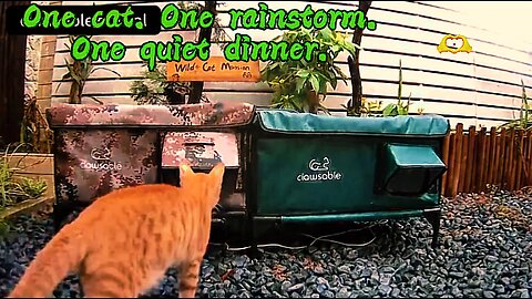 One cat. One rainstorm. One quiet dinner.
