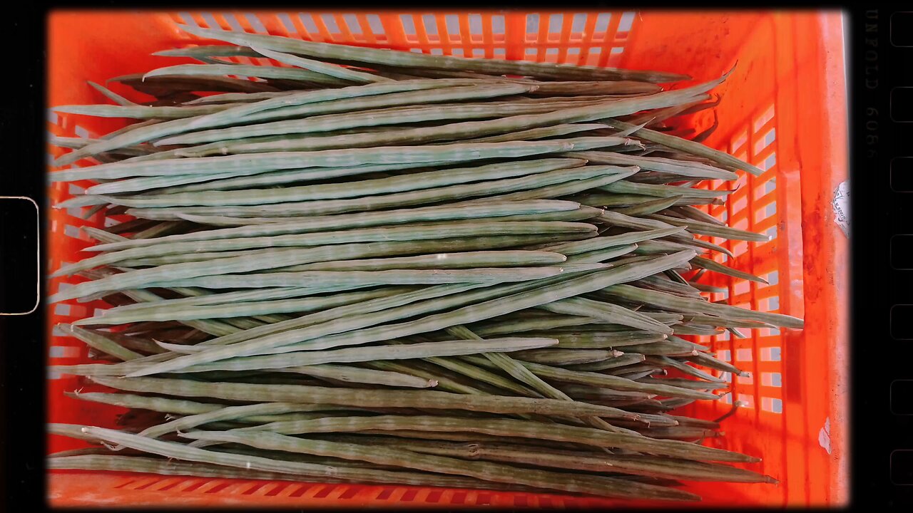 moringa the healthy dite