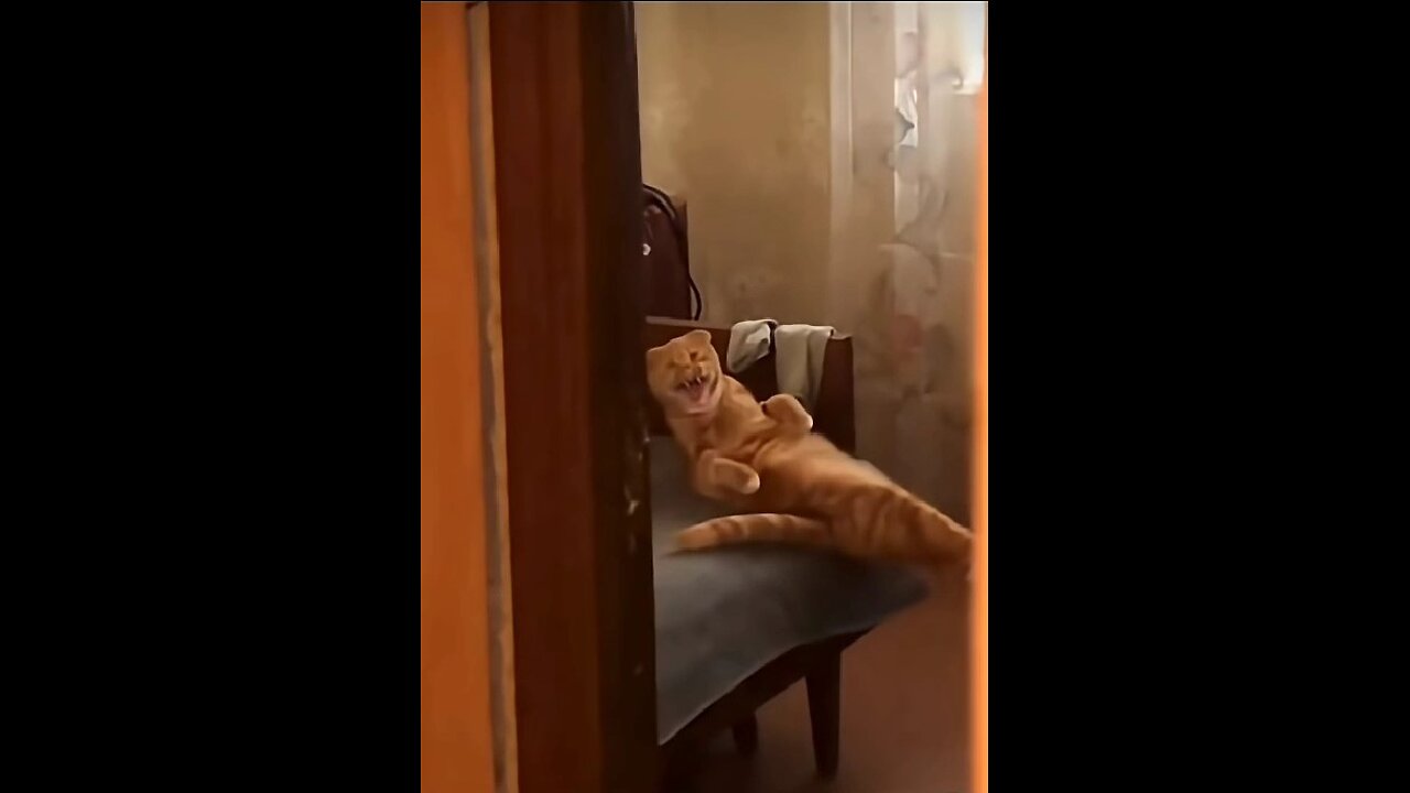 Very sleepy cats!