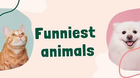 Funniest animals