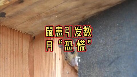 鼠患引发数月“恐慌”