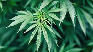 The real (3) reasons they banned weed