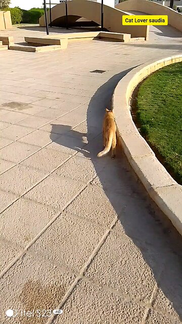 "Home is where the cat is 🐾❤️ #CatLover #FelineFurEver #PurrfectCompanion"